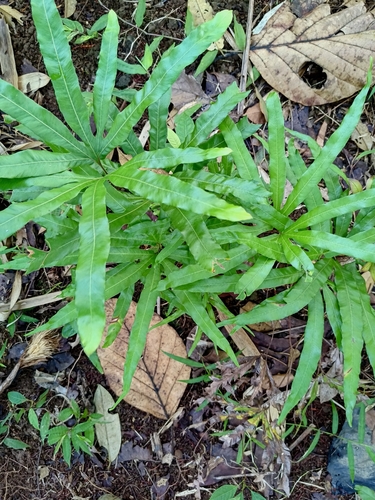 Lygodium circinnatum observed 2026-09-20