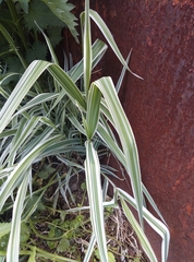 Phalaris arundinacea picta