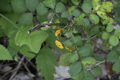 Phragmidium rosae-multiflorae