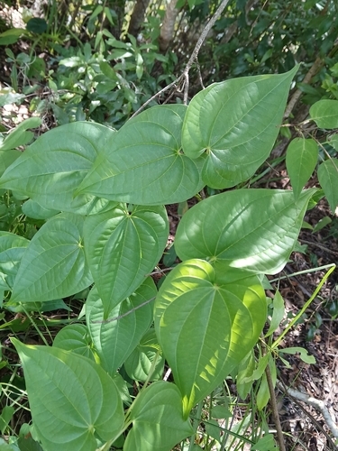 Dioscorea bulbifera, photograph 2