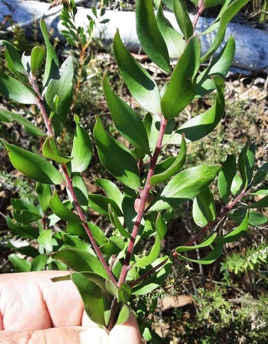 Persoonia myrtilloides observed 2026-09-11