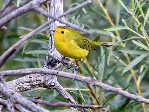 Wilson's Warbler