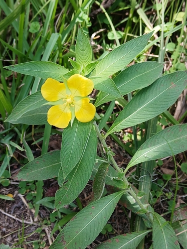 Ludwigia peruviana, photograph 2