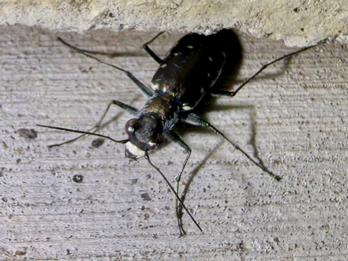 Punctured Tiger Beetle