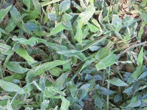Urochloa panicoides observed 2026-09-19