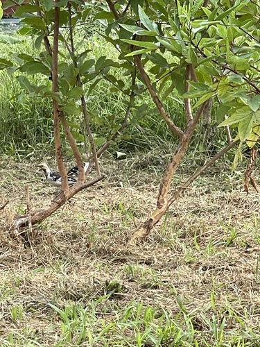 Black-collared Starling