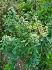 Chenopodium quinoa