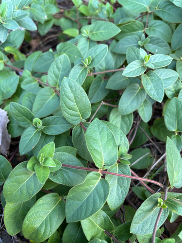 Japanese honeysuckle