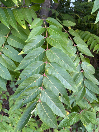 tree-of-heaven