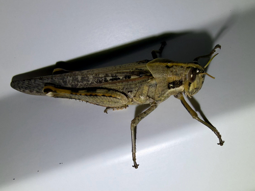Gray Bird Grasshopper