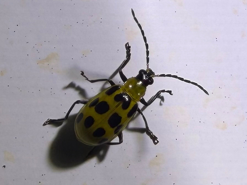Spotted Cucumber Beetle