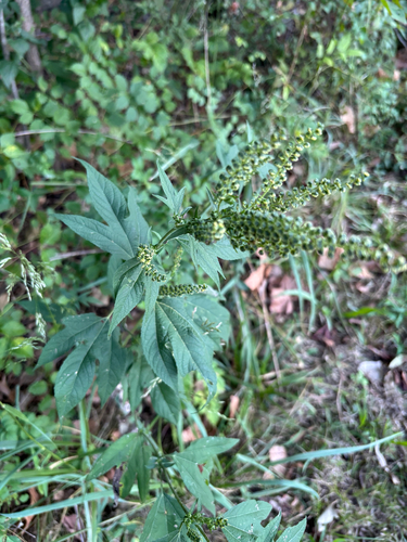 giant ragweed