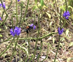 Xylocopa lateritia