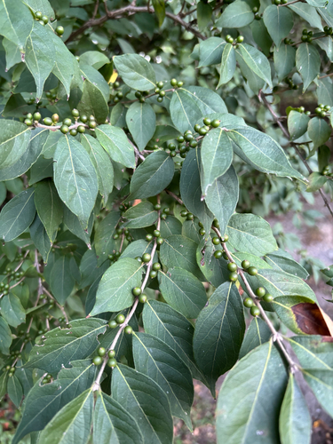 Amur honeysuckle