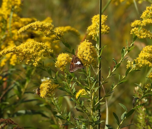 Silver-spotted Skipper