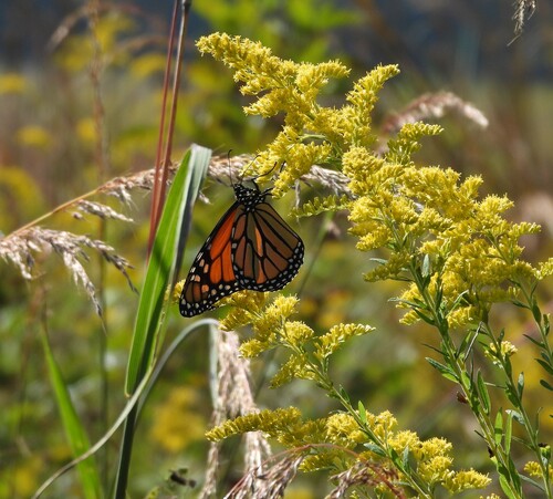 Monarch