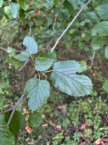 red mulberry