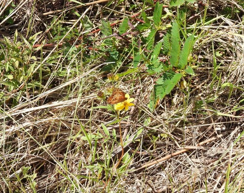 Variegated Fritillary