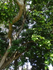 Magnoliopsida