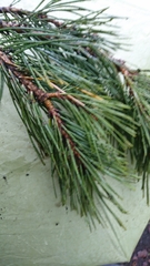 Pinus sylvestris