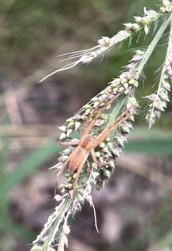 American Nursery Web Spider