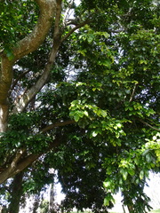 Magnoliopsida