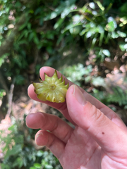 Illicium arborescens, photograph (c) Hazel Chang, some rights reserved (CC BY)