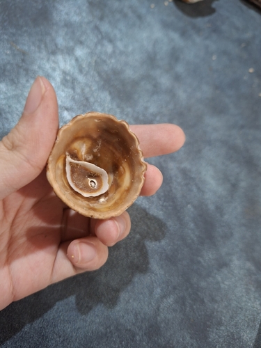 Crucibulum scutellatum observed 2026-09-19