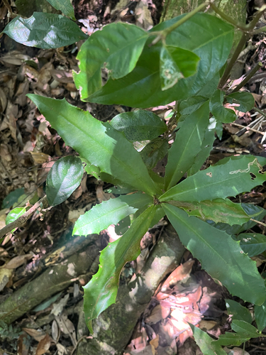 Ardisia cornudentata, photograph 2