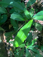 Ardisia cornudentata