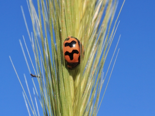 Small Transverse Ladybird Beetle