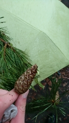Pinus sylvestris