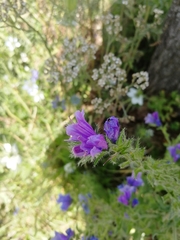 Echium plantagineum