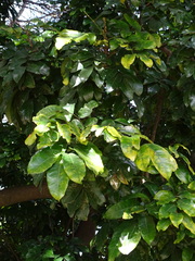 Magnoliopsida