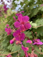 Geranium macrorrhizum