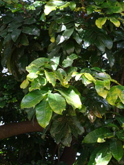 Magnoliopsida