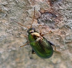 Crepidodera fulvicornis