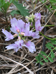 Astragalus distortus