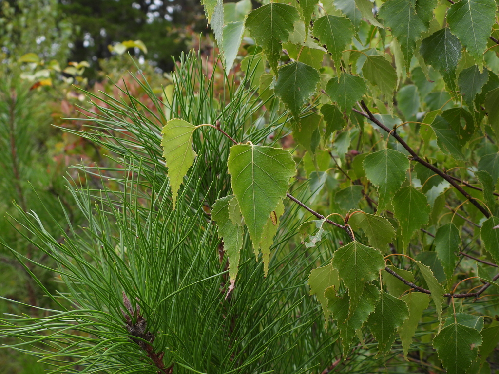 Betula populifolia; photograph (c) geosesarma, some rights reserved (CC BY)