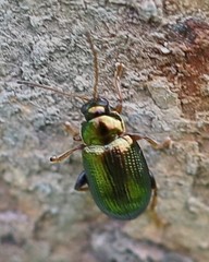 Crepidodera fulvicornis