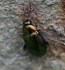 Crepidodera fulvicornis