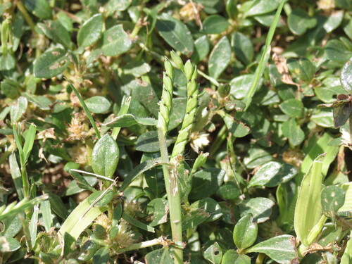 Urochloa panicoides observed 2026-09-19
