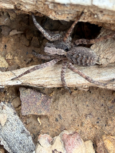 Koch's Wolf Spider