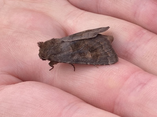 Bronzed Cutworm Moth