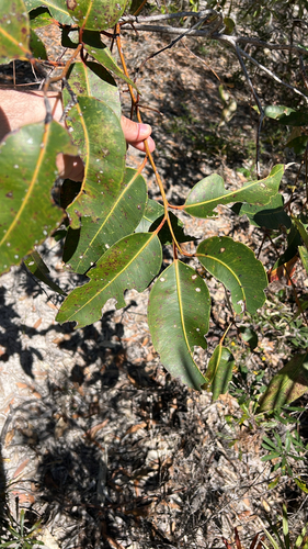 Eucalyptus robusta observed 2026-09-20