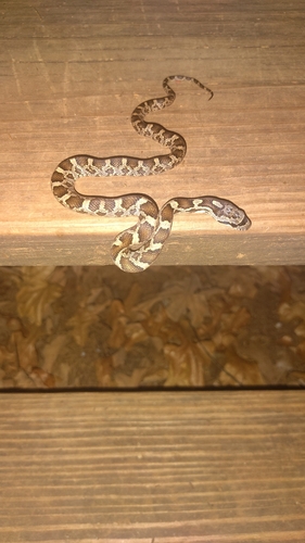 Western Ratsnake