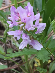 Astragalus distortus