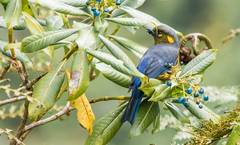 Anisognathus lacrymosus