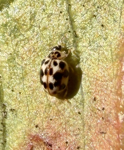 Twenty-spotted Lady Beetle