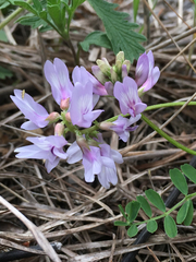 Astragalus distortus